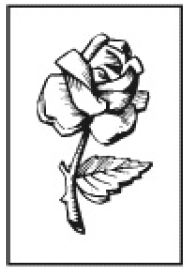 rosa